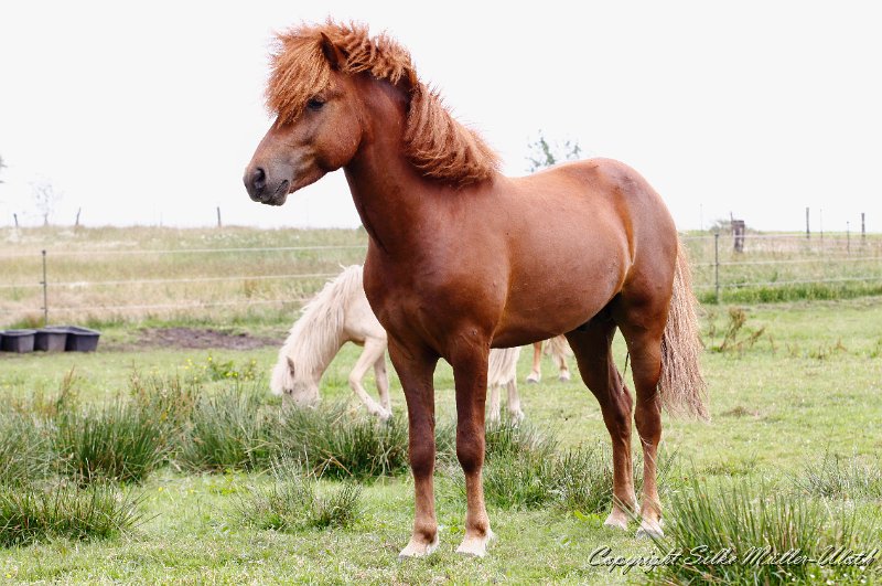 Dreyri a.jpg - Dreyri von Heidmoor - Junghengst